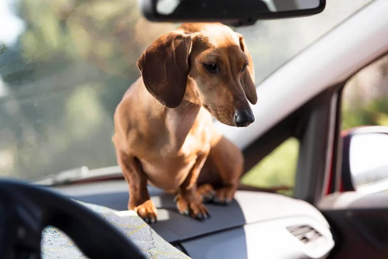 Portable dog carrier for car travel